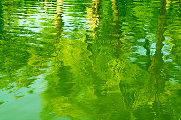 Shadow trees reflected in water.