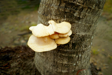 Lentinus squarrosulus 