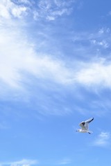 青色の空を飛ぶ白色の鳥