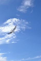 青色の空を飛ぶ白色の鳥