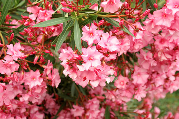 Pink azalea blossom. Rhododendron ponticum, called common rhododendron. Selective focus.
