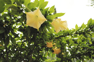 Yellow angels trumpet flower (Brugmansia arborea). Photo taken on cloudy day.