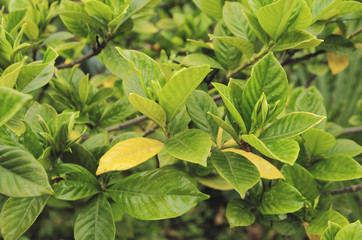 Fresh leaves on bush