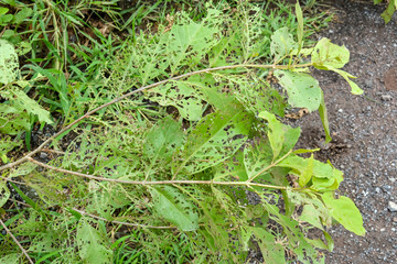 bitten leaf