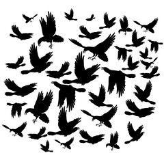 Black ravens