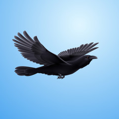 Black raven
