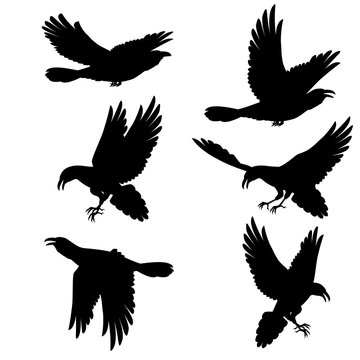 Black ravens