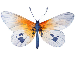 Hand painted watercolor butterfly illustration.