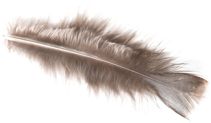 brown bird feather on white background