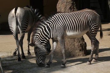 Fototapeta na wymiar Grevy's zebra (Equus grevyi), also known as the imperial zebra.