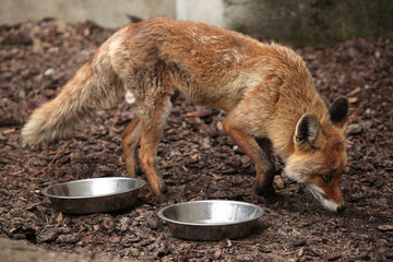 Red fox (Vulpes vulpes).