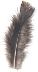 brown bird feather on white background