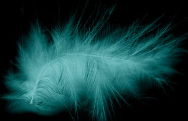 blue bird feather on a black background