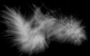 bird feather on a black background
