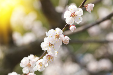 Plum flower
