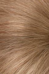 blond hair as background