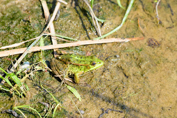 Green Frog in the River