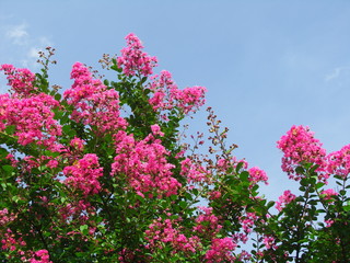 Obraz premium 満開の百日紅の花と青空