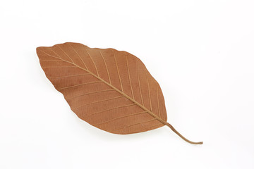 dry leaf  on  white background
