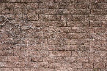 Fototapeta premium Old brick wall with dry ivy creeper plant