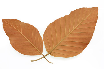 dry leaf  on  white background