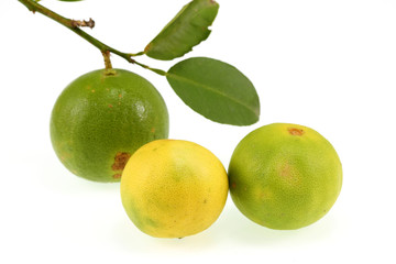 Lemon green in Thailand garden on a white background.
