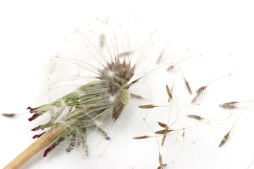 Dandelion with seeds on a white background