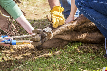 Vaccinating newly born calves on the farm by cowboys