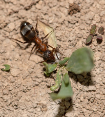 ant on the ground
