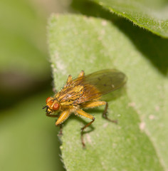 yellow insect on a leaf
