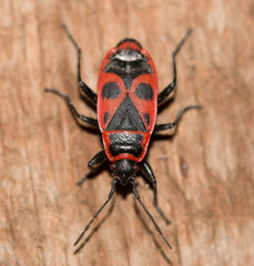 soldier beetle