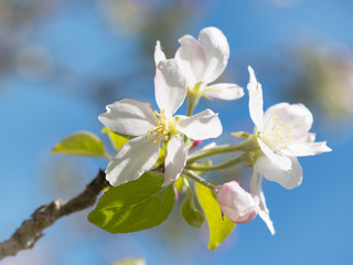 Fototapeta na wymiar apple blossom on a branch
