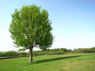 Fototapeta na wymiar 春の草原の立ち木