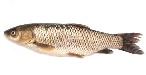 Fresh fish carp on a white background