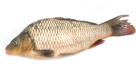 fresh fish on a white background