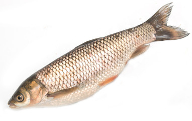 fresh fish on a white background