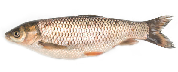 fresh fish on a white background