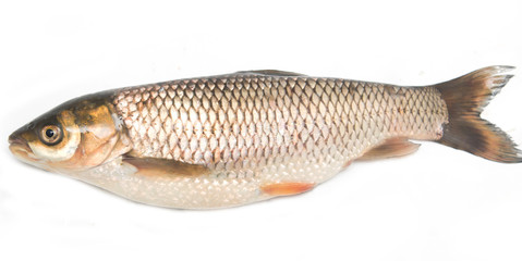 Fresh fish carp on a white background
