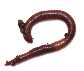 red earthworm to the ground on a white background