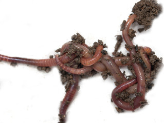 red worms from the ground on a white background