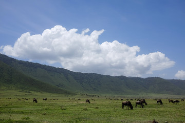 Fototapeta na wymiar Wildebeest in Ngorongoro crater, Tanzania