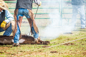 Branding newly born calves on the farm