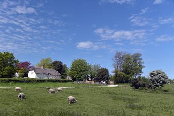 Dorset coastal path in fields, Dorset