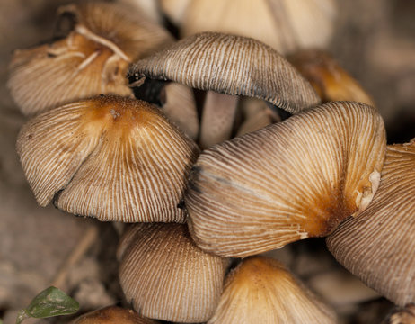inedible mushrooms