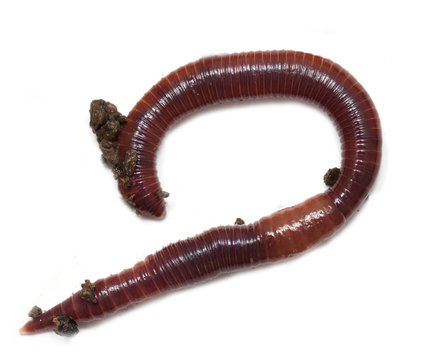 red earthworm to the ground on a white background