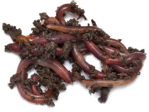 red worms from the ground on a white background