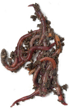 red worms from the ground on a white background
