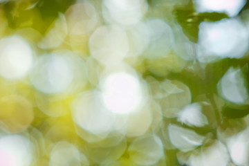 Obraz premium Natural bokeh in green and yellow tones