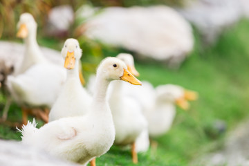 white duck