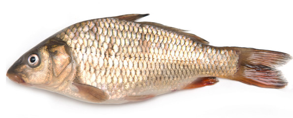 carp on a white background